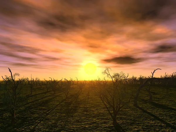 Під час заходу сонця дерев — стокове фото