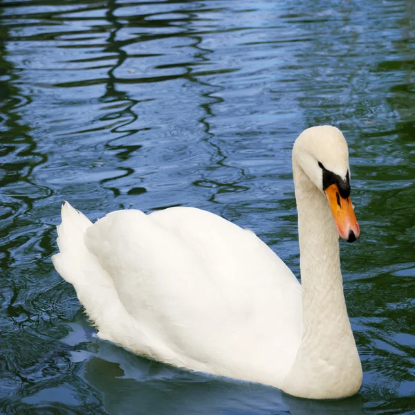 Swan di danau — Stok Foto