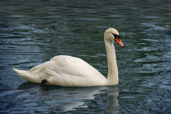 Cisne en el lago — Foto de Stock