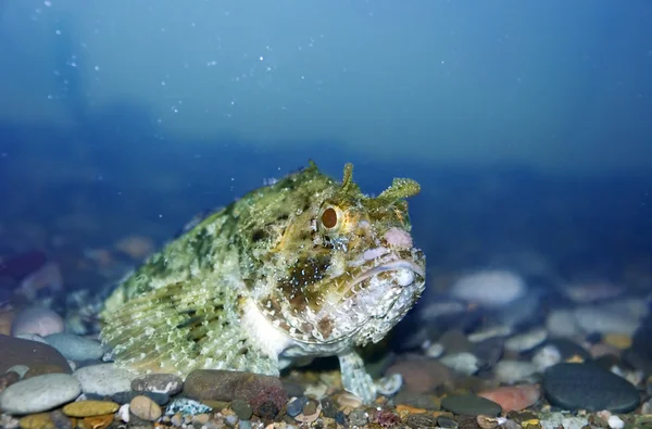 Terrible fish — Stock Photo, Image