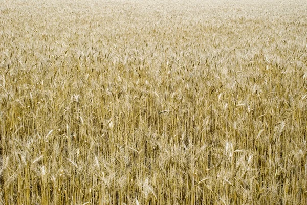 Olgunlaşmış buğday büyük alan — Stok fotoğraf