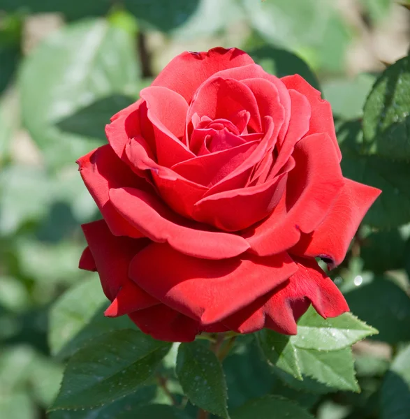 La rose rouge foncé fleurie — Photo