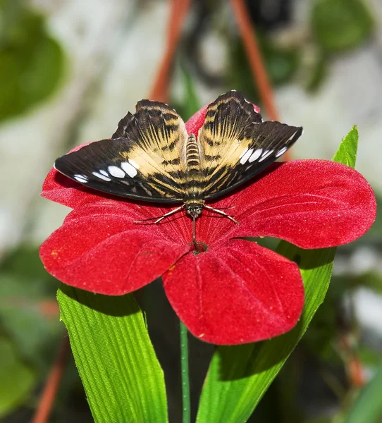 De vlinder op een achtergrond van een steen — Stockfoto