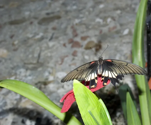 蝴蝶在背景的一块石头上 — 图库照片