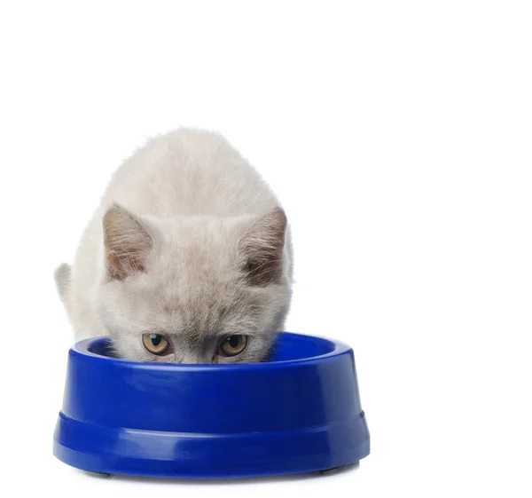 Katten äter från en skål — Stockfoto