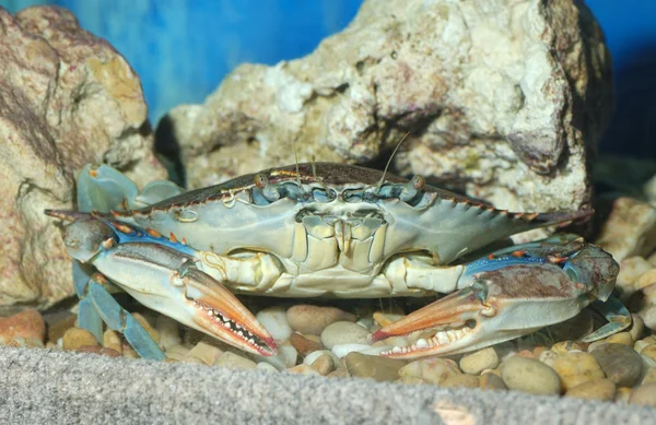 Le Crabe — Photo