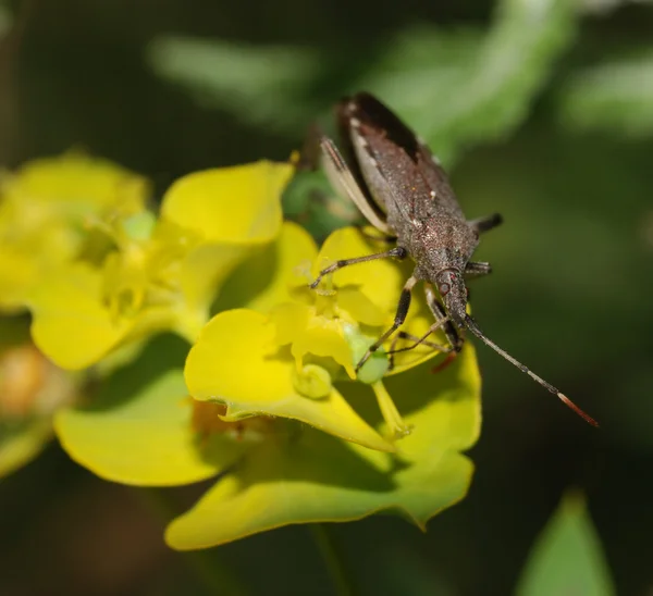 El insecto en una flor —  Fotos de Stock