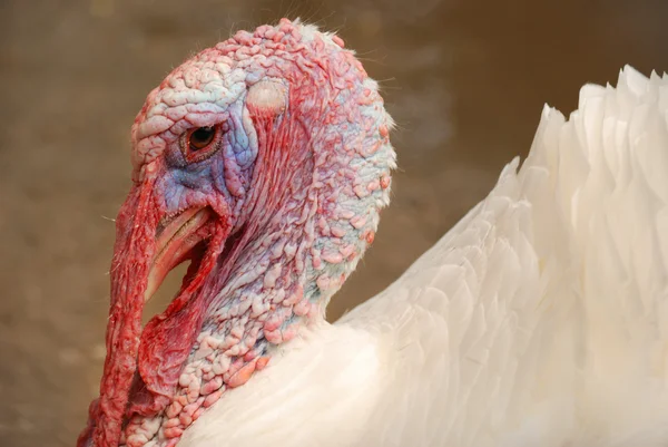 The turkey-cock — Stock Photo, Image