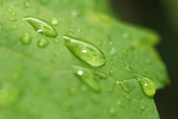 Three drops on a leaf — Stock Photo, Image