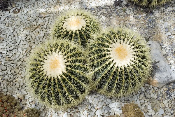 Trois échinocactus grusonii — Photo