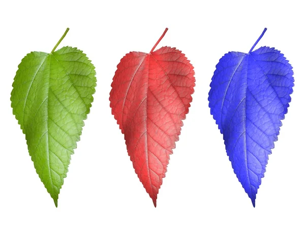 Três folhas multicoloridas — Fotografia de Stock