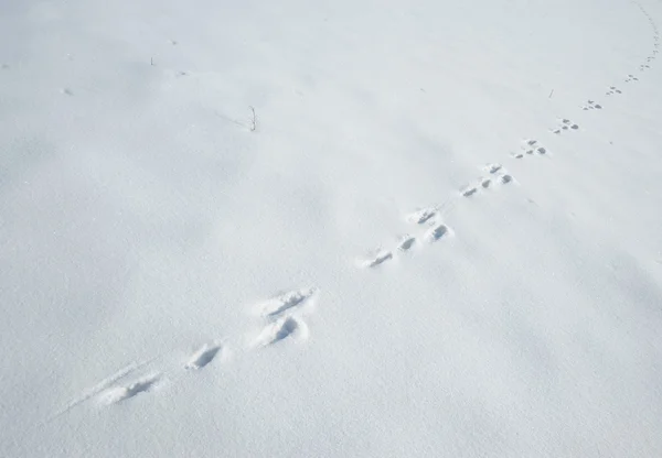 一只野兔在雪地上的痕迹 — 图库照片