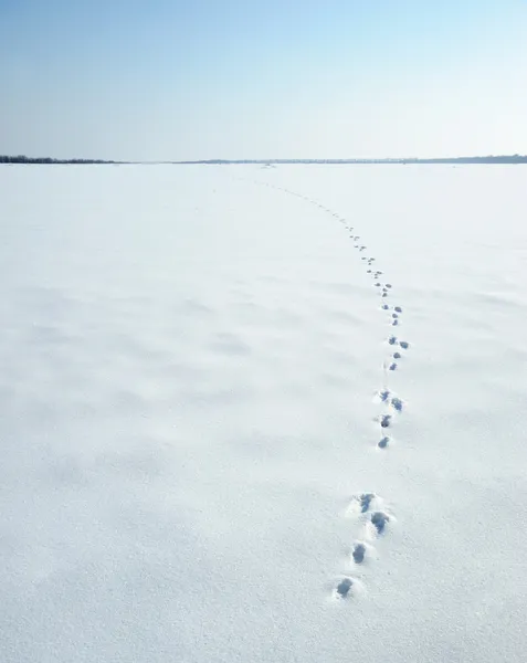 Traces d'un lièvre sur une neige — Photo