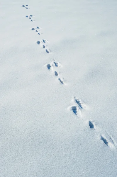Rastros de una liebre en una nieve — Foto de Stock