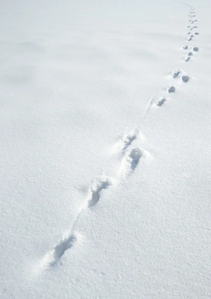 Spår av en hare på en snö — Stockfoto