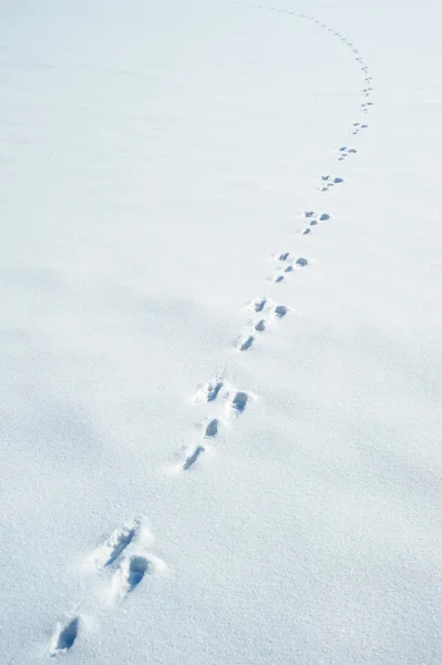 Rastros de una liebre en una nieve — Foto de Stock