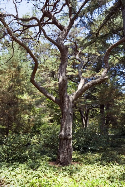 Drzewo sam 2 — Zdjęcie stockowe