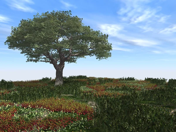 Ağaç ve alan — Stok fotoğraf