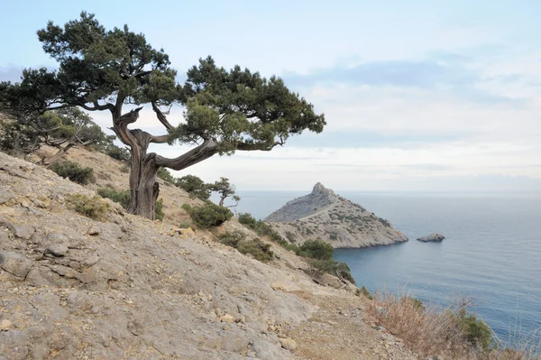 Dağlar ve deniz ağacı — Stok fotoğraf