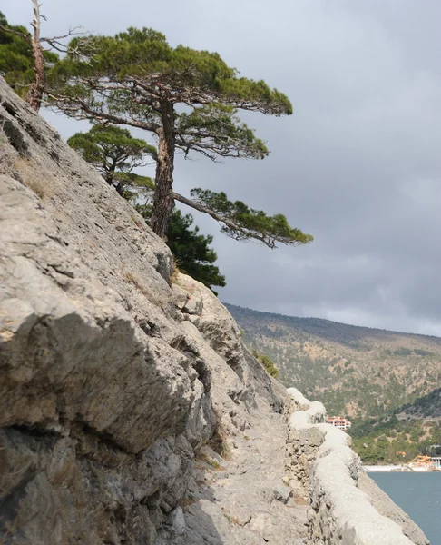 El árbol marino y las montañas —  Fotos de Stock