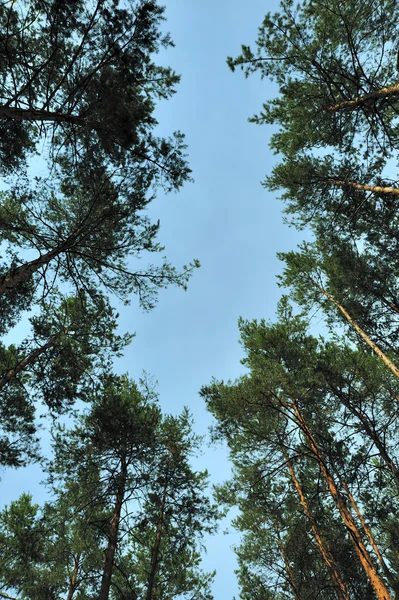 Bäume und der Himmel — Stockfoto