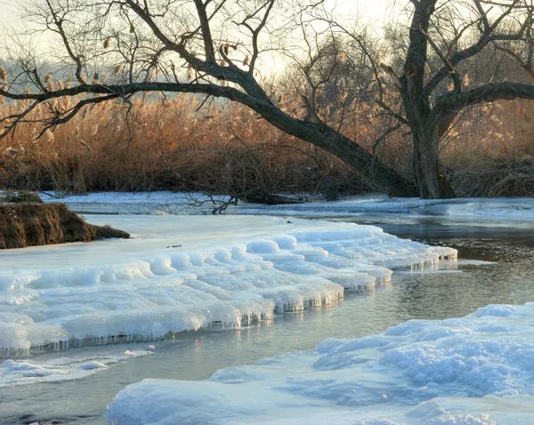 Strom na pobřeží řeky zimní — Stock fotografie