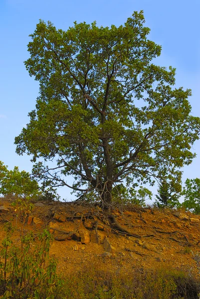 Ağaç dağ yamacında — Stok fotoğraf
