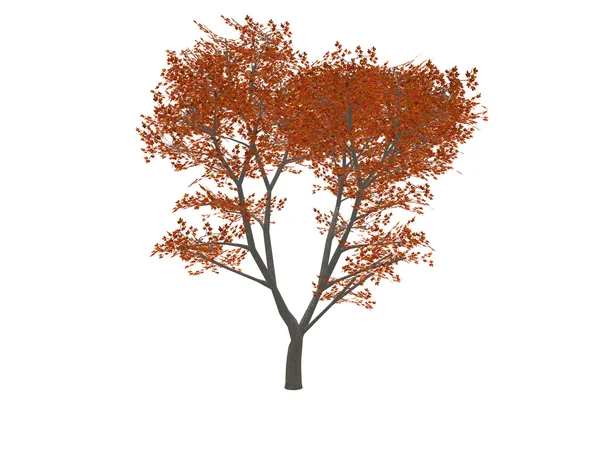 Czerwony drzewo — Zdjęcie stockowe