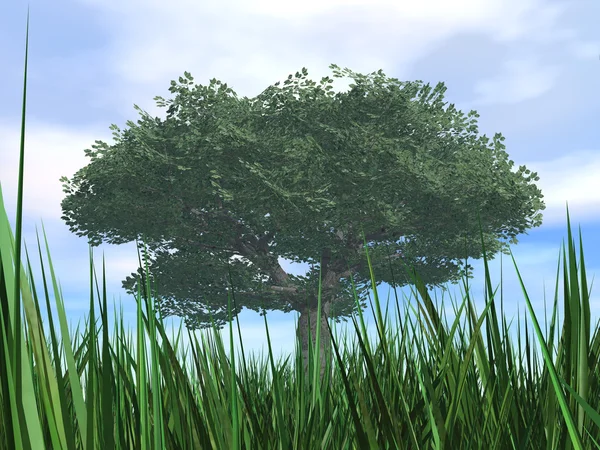 Baum mit grünem dichtem Laub — Stockfoto
