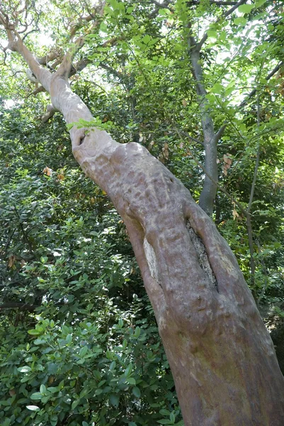 Tronco d'albero senza cotenna — Foto Stock