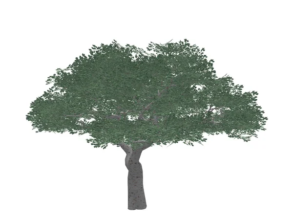 Дерево щільна — стокове фото