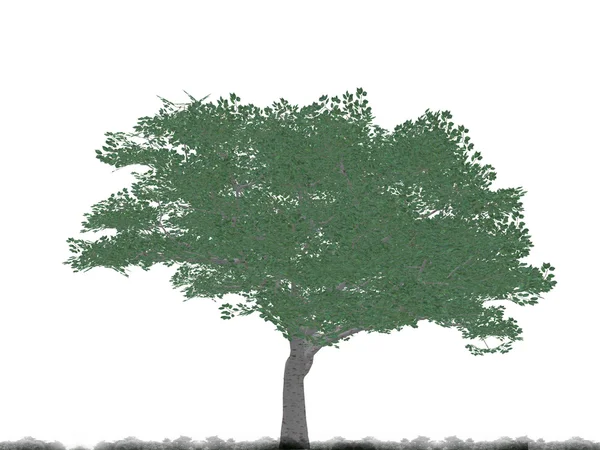 Δέντρο — Φωτογραφία Αρχείου