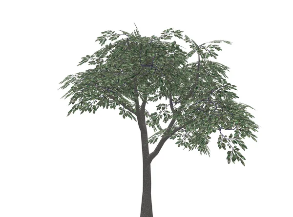 Drzewo z liśćmi — Zdjęcie stockowe