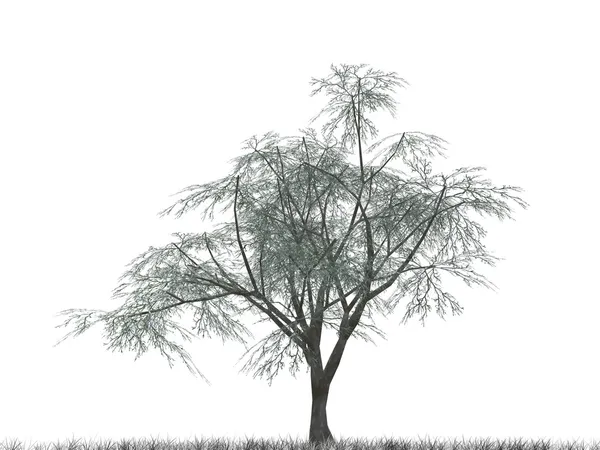 Дерево з листям 2 — стокове фото