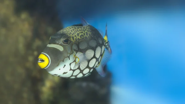 Tropikal balık - palyaço triggerfish — Stok fotoğraf