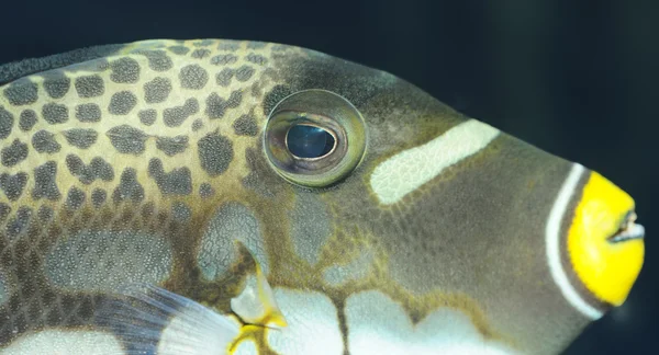 Tropikal balık - palyaço triggerfish — Stok fotoğraf
