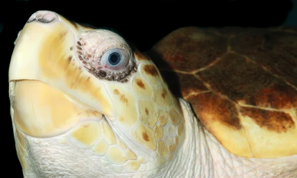Turtle close-up — Stock Photo, Image