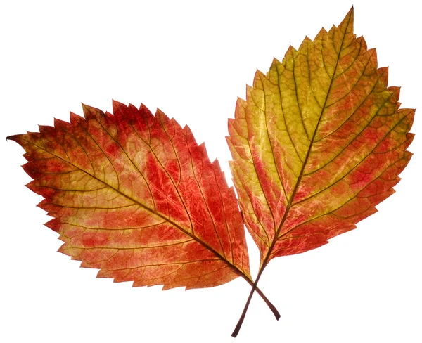 Two leaf — Stock Photo, Image