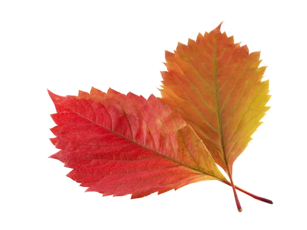 2 つの秋の葉 — ストック写真
