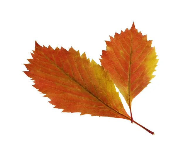 Two autumn leaf — Stock Photo, Image