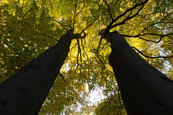 Větší podzimní stromy — Stock fotografie