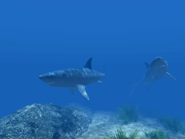 两个鲨鱼在水之下 — 图库照片