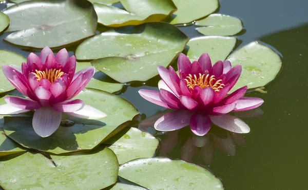 stock image Two red lilies