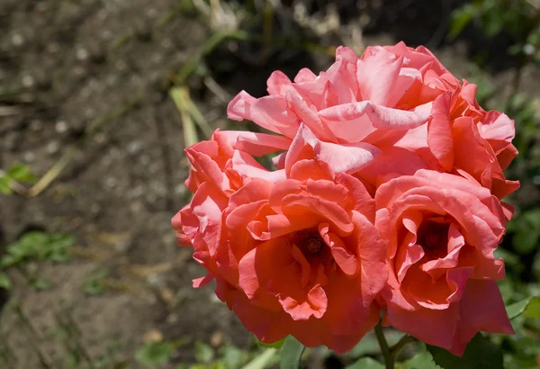 Βελούδο τριαντάφυλλο — Φωτογραφία Αρχείου