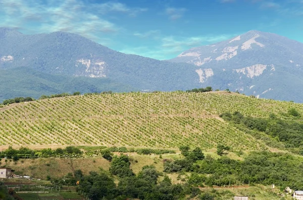Vineyards at bottom of mountain 2 — Stock Photo, Image