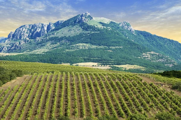 stock image Vineyards at bottom of mountain