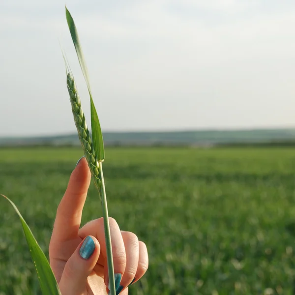 Wheat on a female hand — Stock Photo, Image