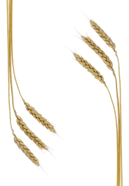 Abstrato de trigo — Fotografia de Stock