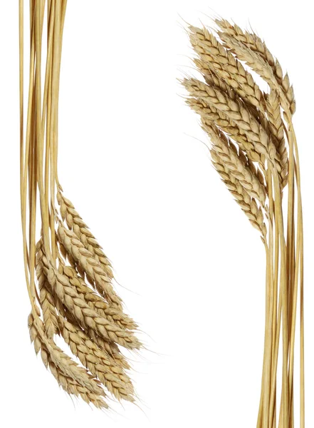 Pšenice rám — Stock fotografie