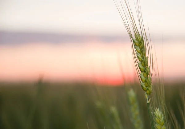 小麦和日落 — 图库照片